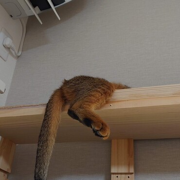 アビシニアンくるみ　寝相がすごい(;^ω^)