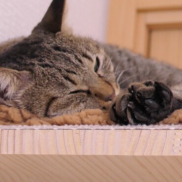 起きてるといつも「撫でて～」とせまってくるが、寝てると大人しい