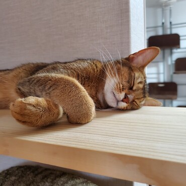 寝てるくるみは可愛い＾＾あ！起きてても可愛いです＾＾