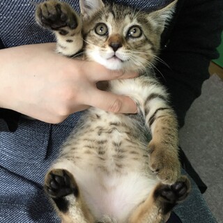 甘えん坊大豆くん２ヶ月