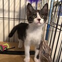 2匹目のお友達に！猫さん大好き