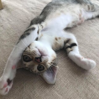 可愛いキジ猫のルカちゃん、里親大募集！