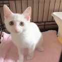 モヒカン白猫ガール❤︎スノー