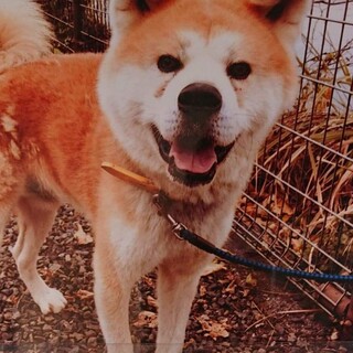 この子を助けてください。