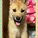 生後4カ月位の子犬　男の子