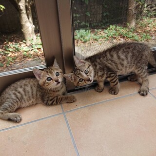 生後3ヶ月キジ兄妹 123 の真ん中ニーナ