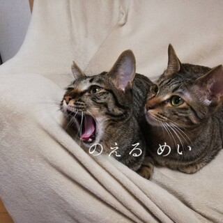 しっぽ曲がりのキジ ノエル君♂