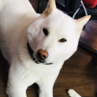 フレンドリーな白柴犬です！