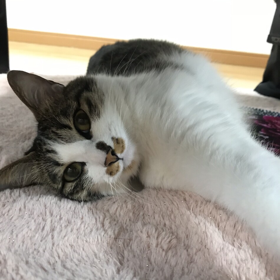 みーのカバー写真