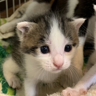 ☆６月２日産まれの白キジの赤ちゃん猫☆