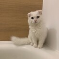 スコティッシュフォールドの男の子