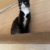 ボブテイルのハチワレ　パンくん　2才 サムネイル3