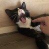 ボブテイルのハチワレ　パンくん　2才 サムネイル5