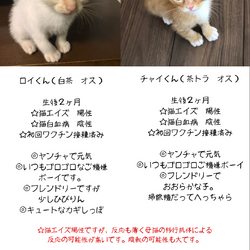 里親募集中！仔猫の譲渡会