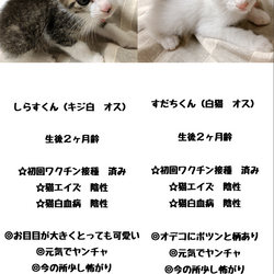 里親募集中！仔猫の譲渡会 サムネイル2