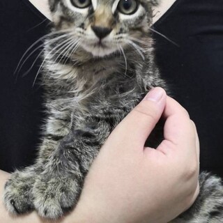 【レスキューしました】まん丸おめめのキジトラ君