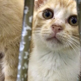 人懐っこい４子猫たち／動画あり