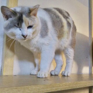 性格よし♫パステル三毛 えまちゃん