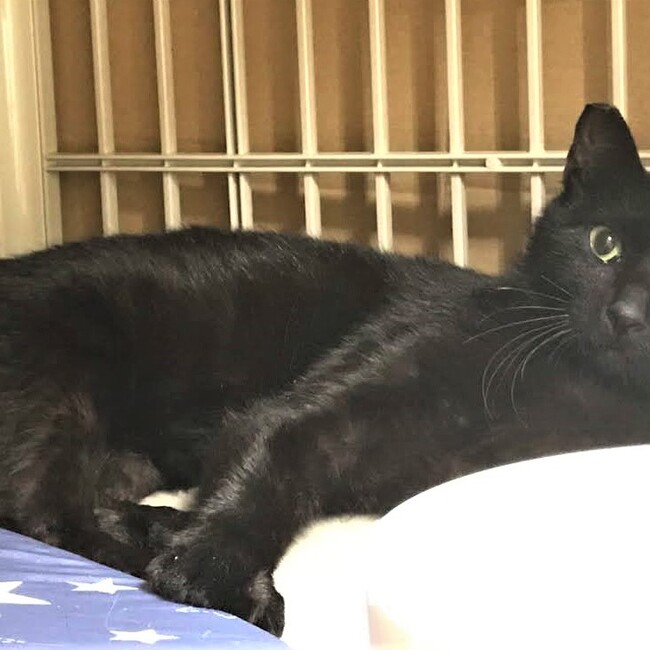 愛玩動物飼養管理士在籍/テレサグループのカバー写真