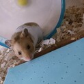 ゴールデンハムスター 里親募集