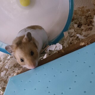 ゴールデンハムスター 里親募集