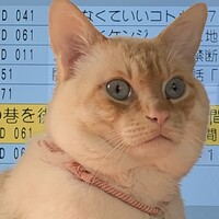 こむぎ
