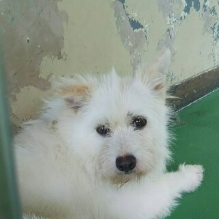 この子を助けてください。