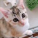 【めばえ】おかげ様で里親様が決まりました！