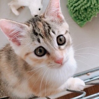 【めばえ】おかげ様で里親様が決まりました！