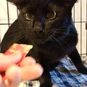 ビビリなハンサム黒猫のクロちゃんのこと