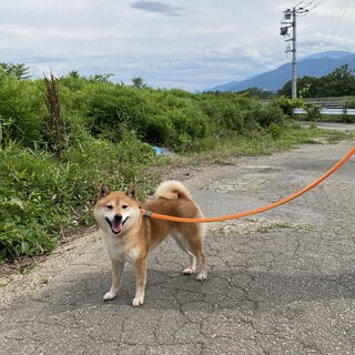 柴犬　6歳　女の子　ヤエちゃん