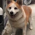 くっつき虫の甘えん坊♡コーギーミックスのマック