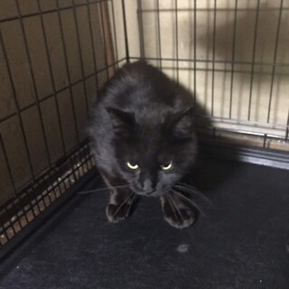 【急募】甘えたな黒猫の女の子♪