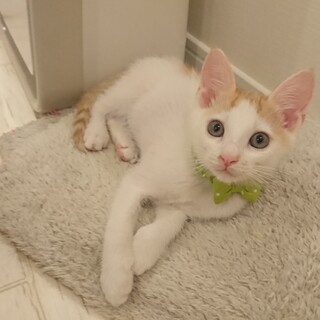 甘えん坊な茶白の男の子