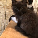 モフモフの黒ちゃん