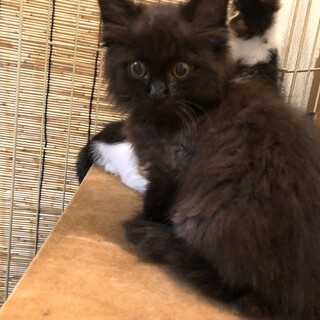 モフモフの黒ちゃん