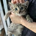 里親さま決まりました☆
