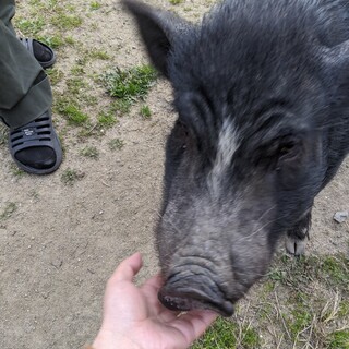 中型犬くらいのミニブタちゃん