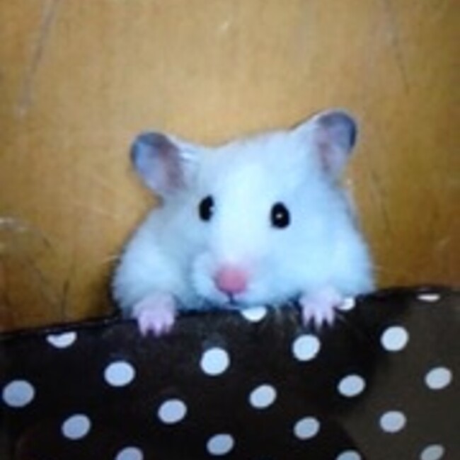 みーちゃん1107のカバー写真