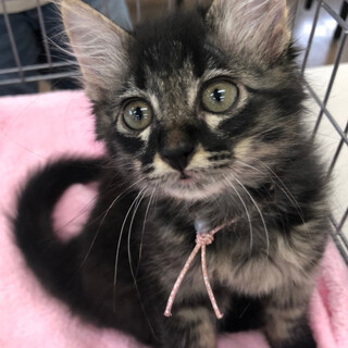 募集一時停止半長毛黒系キジトラ★クッキー