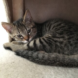 撫でられるの大好きキジ子猫男の子2.5ヶ月