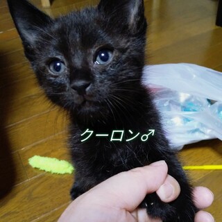 くろ子猫♂
