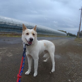 穏やかマッタリ系ワンコ。かすみちゃん