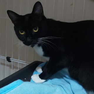 目がクリクリの黒白猫ちゃんの里親決定しました！