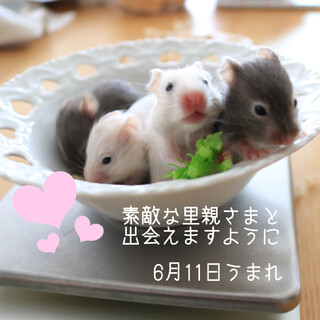 ありがとうございました。長毛ハムスター赤ちゃん