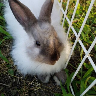 ふわふわのりりあちゃん