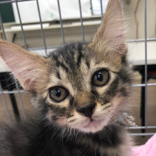 ふわふわ可愛い半長毛キジトラ男子