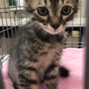 ふわふわ可愛い半長毛キジトラ男子 サムネイル3