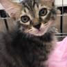 ふわふわ可愛い半長毛キジトラ男子 サムネイル6