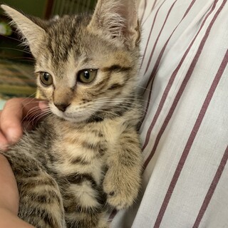 いまいち慣れていませんが可愛いキジ猫の女の子♪